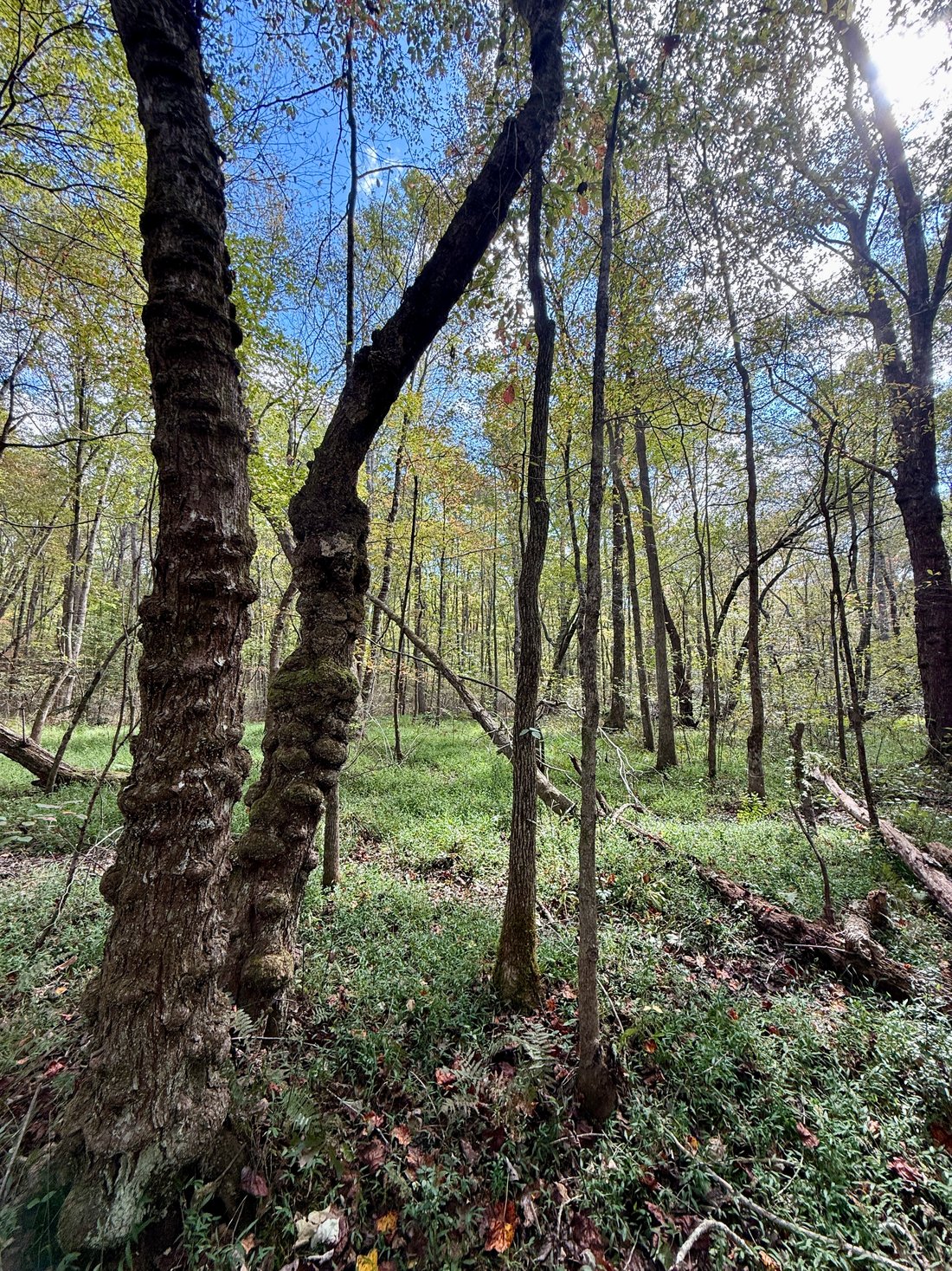 Land in Coalmont, Tennessee, United States 3 - 16531821