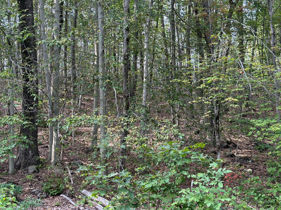 Land in Warren, Connecticut, United States 2 - 16542852