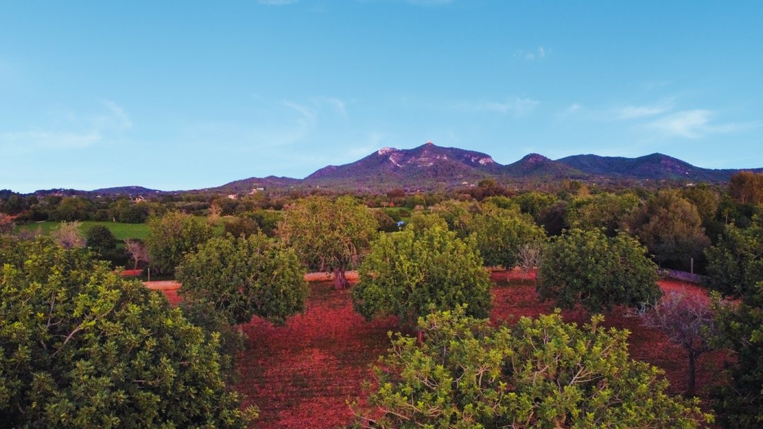 Land in Felanitx, Balearic Islands, Spain 1 - 16538396