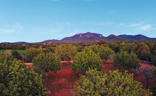 Land in Felanitx, Balearic Islands, Spain 1