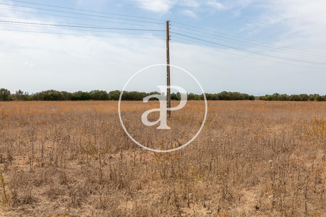 Land in Campos, Balearische Inseln, Spanien 5 - 16549049