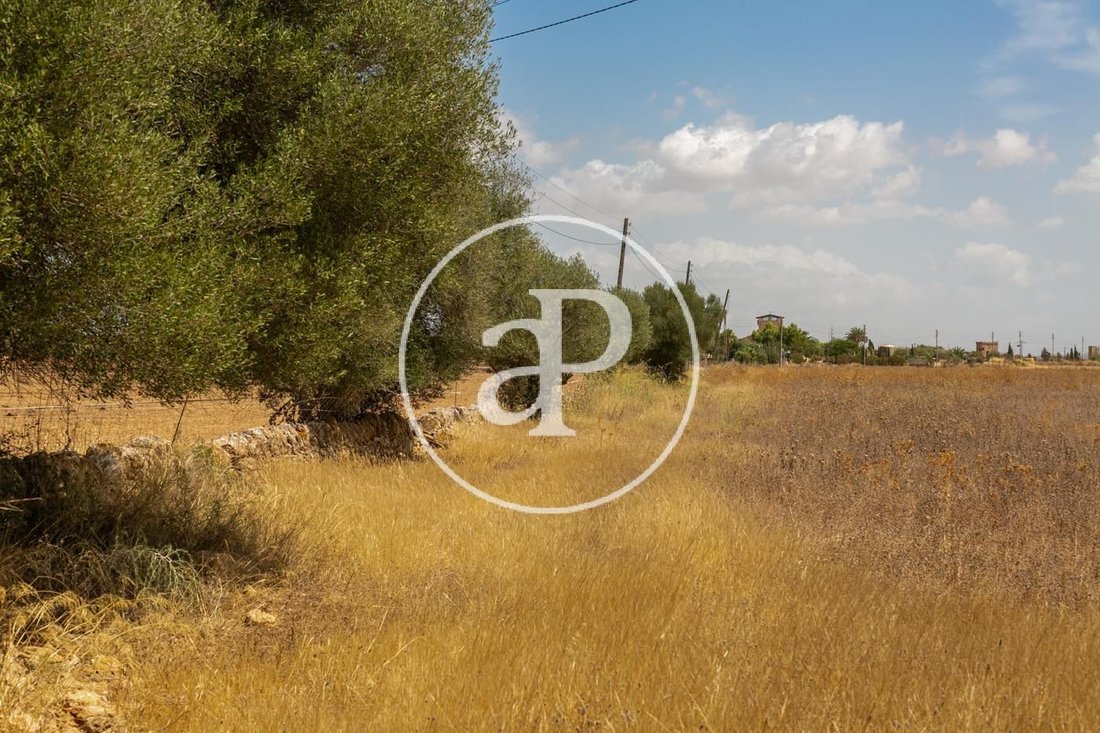Land in Campos, Balearische Inseln, Spanien 3 - 16549049
