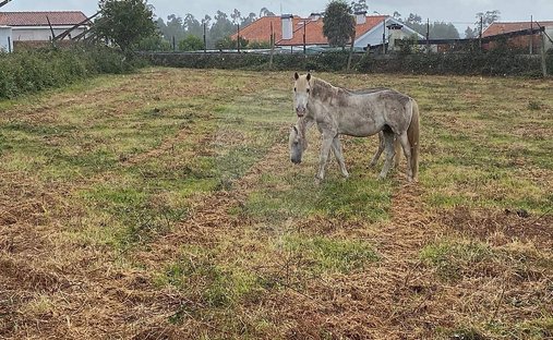 Finca à Grijo e Sermonde, District de Porto, Portugal 1