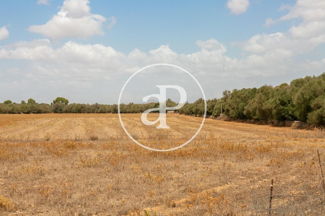 Land in Campos, Balearische Inseln, Spanien 1 - 16549049