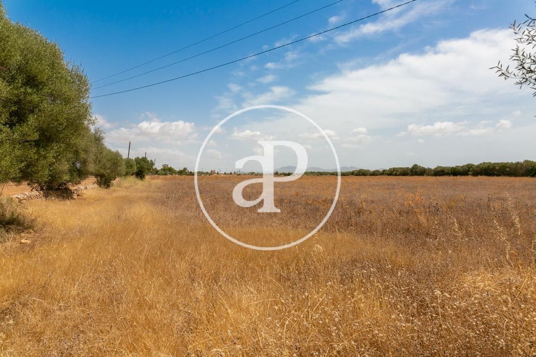 Land in Campos, Balearische Inseln, Spanien 2 - 16549049
