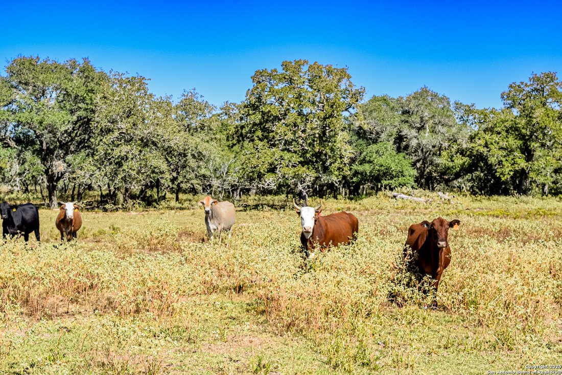 Farm Ranch in Yoakum, Texas, United States 3 - 16547903