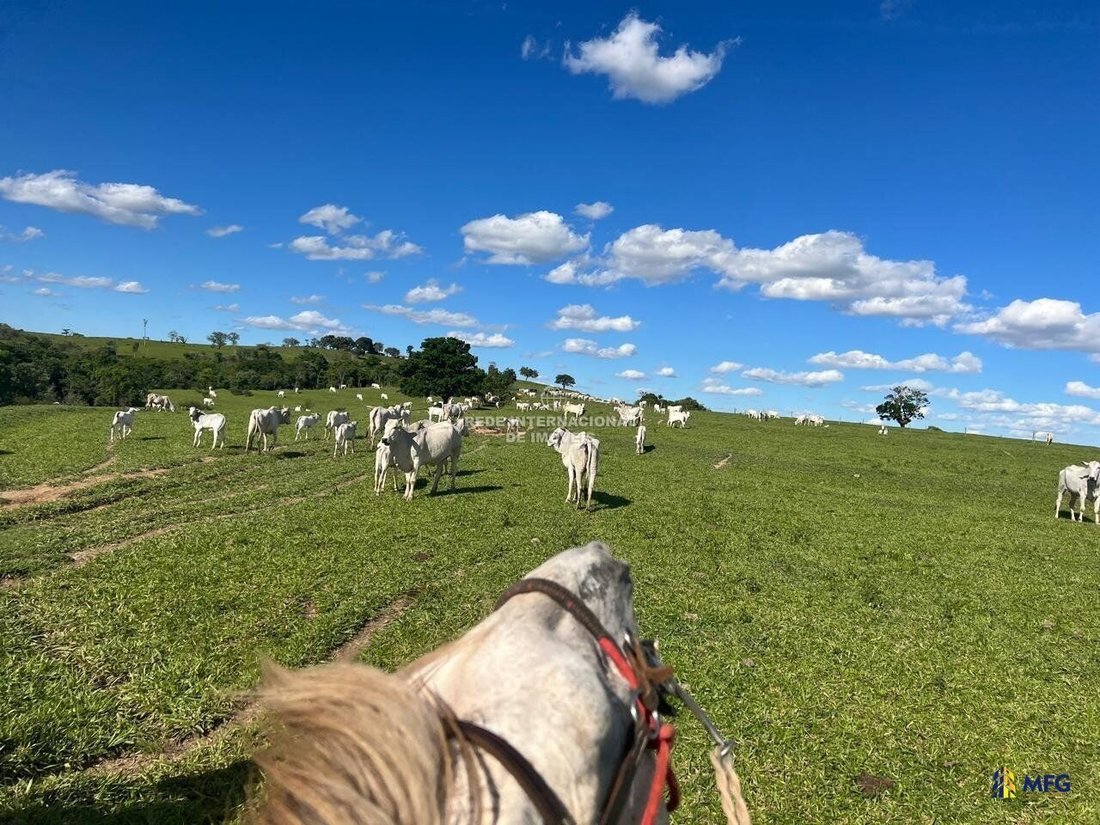 Farm Ranch in Coronel Macedo, State of São Paulo, Brazil 3 - 16549038