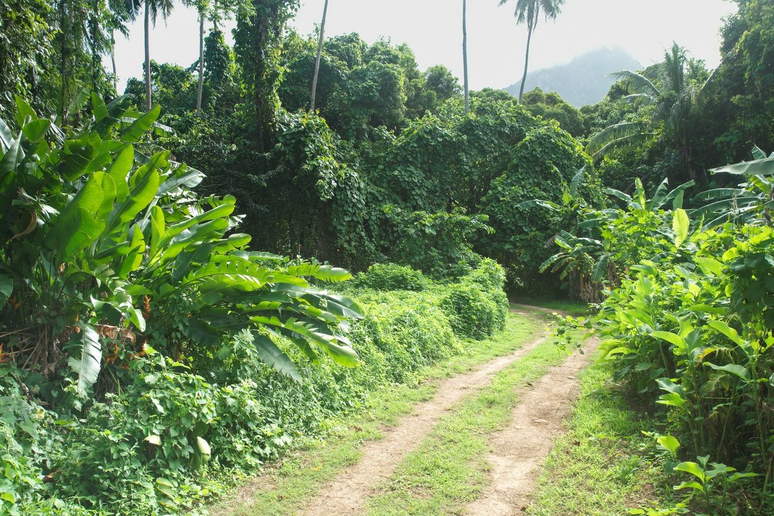Land in Moorea-Maiao, French Polynesia 4 - 16554648
