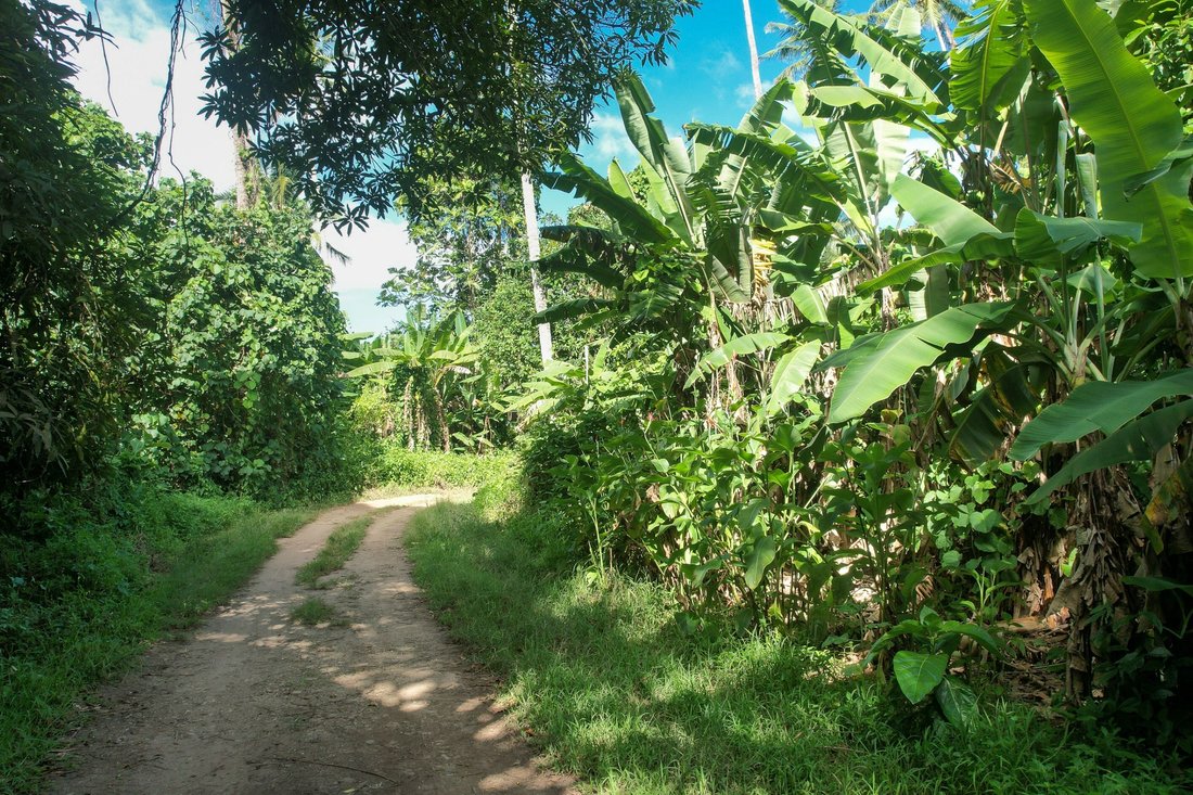 Land in Moorea-Maiao, French Polynesia 3 - 16554648