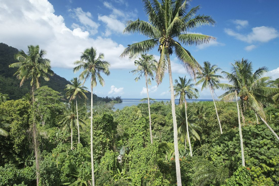Land in Moorea-Maiao, French Polynesia 1 - 16554648