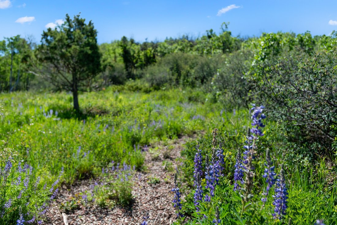 Land in Aspen, Colorado, United States 4 - 16561678