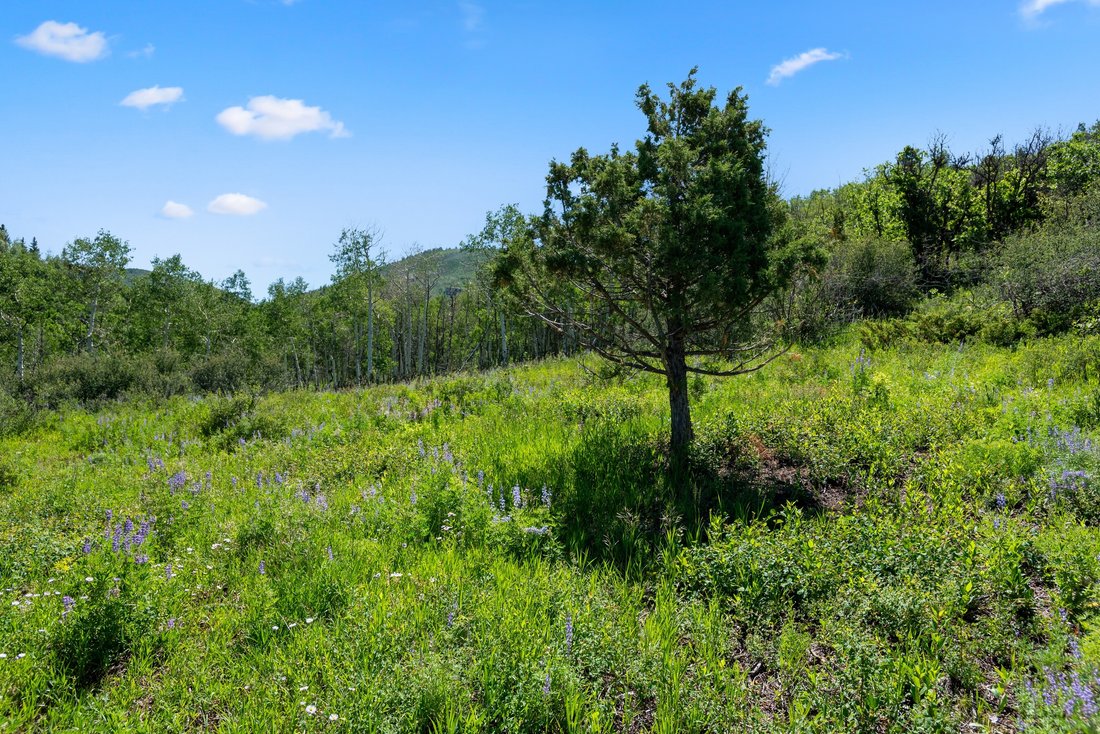 Land in Aspen, Colorado, United States 5 - 16561678
