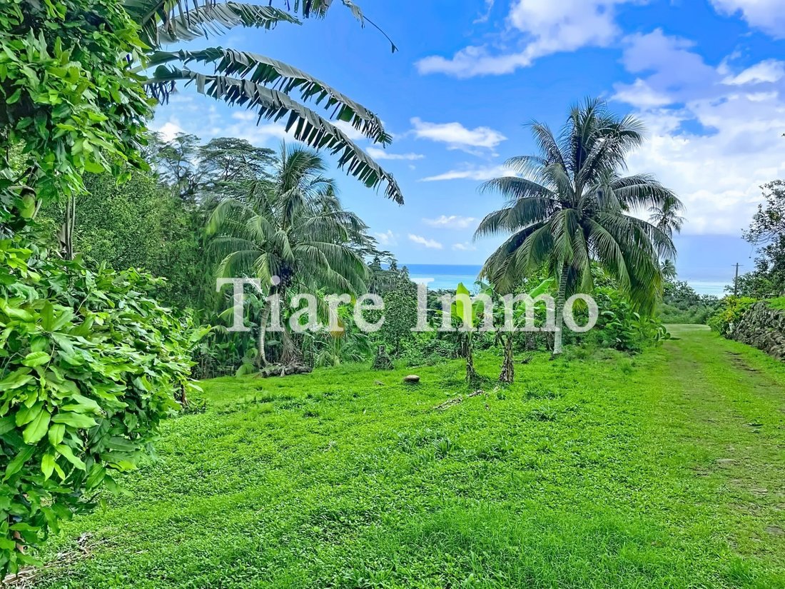 Land in Moorea-Maiao, Windward Islands, French Polynesia 1 - 16568028
