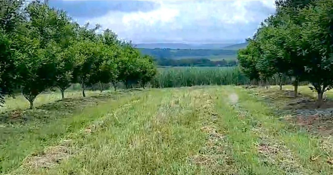 Farm Ranch in Kildare, KwaZulu-Natal, South Africa 1 - 16572321