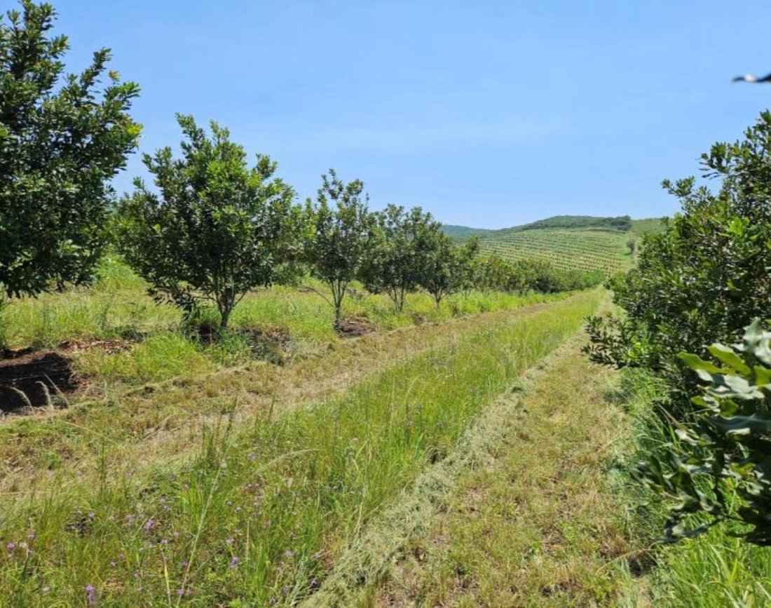 Farm Ranch in Kildare, KwaZulu-Natal, South Africa 3 - 16572321