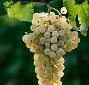 Land in Valdobbiadene, Veneto, Italy 4 - 16569073