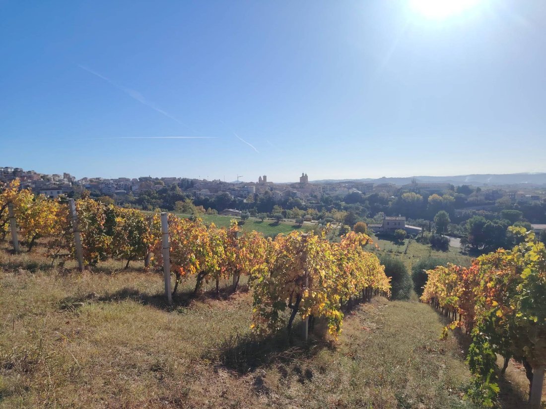 Country House in Offida, Marche, Italy 1 - 14527710