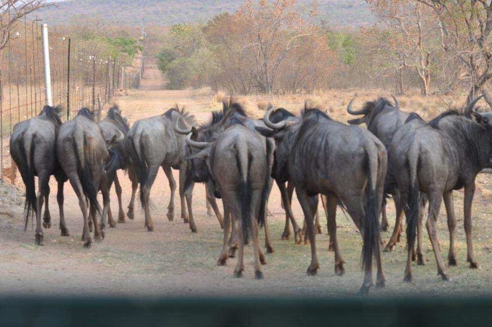 Azienda agricola a Vaalwater, Provincia del Limpopo, Sudafrica 3 - 16569582