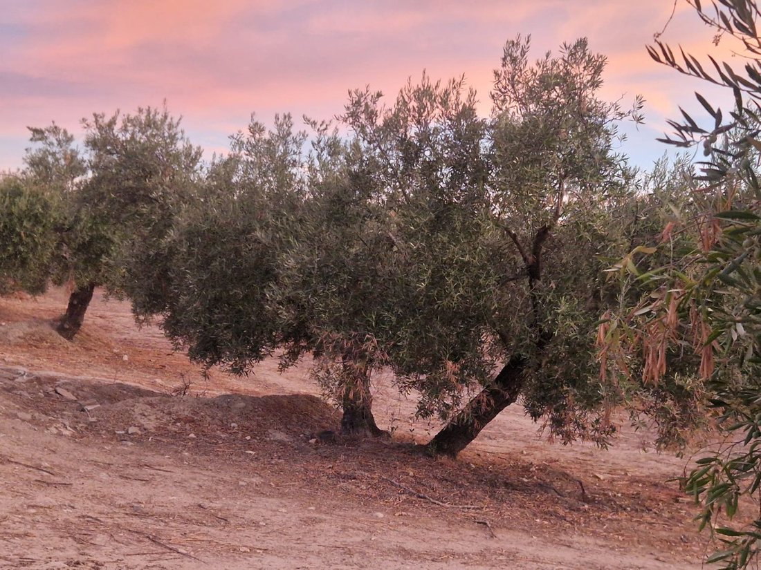 Terrain à Jaén, Andalousie, Espagne 1 - 16575132