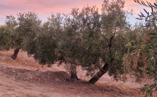Terreno a Jaén, Andalusia, Spagna 1