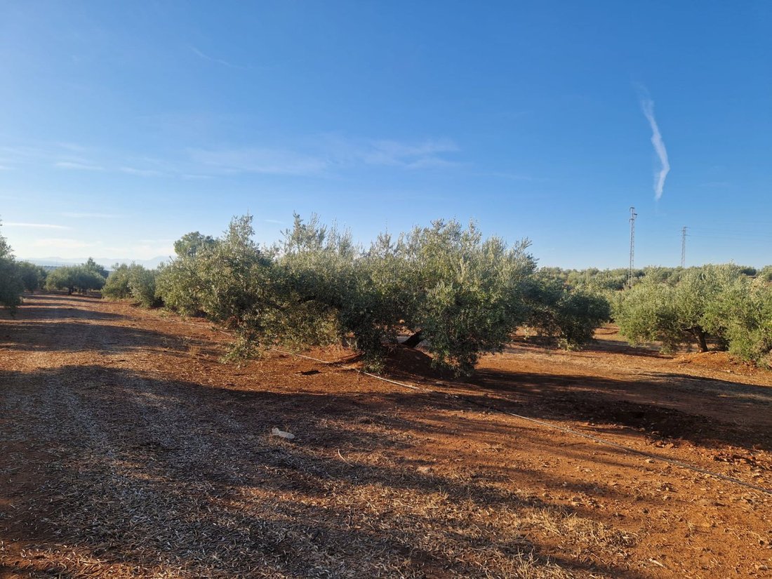 Land in Linares, Andalusia, Spain 3 - 16575125