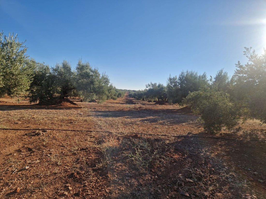 Land in Linares, Andalusia, Spain 5 - 16575125