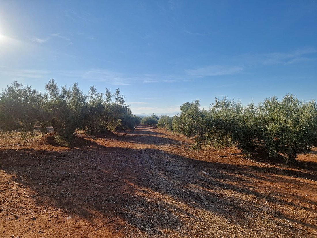 Land in Linares, Andalusia, Spain 1 - 16575125