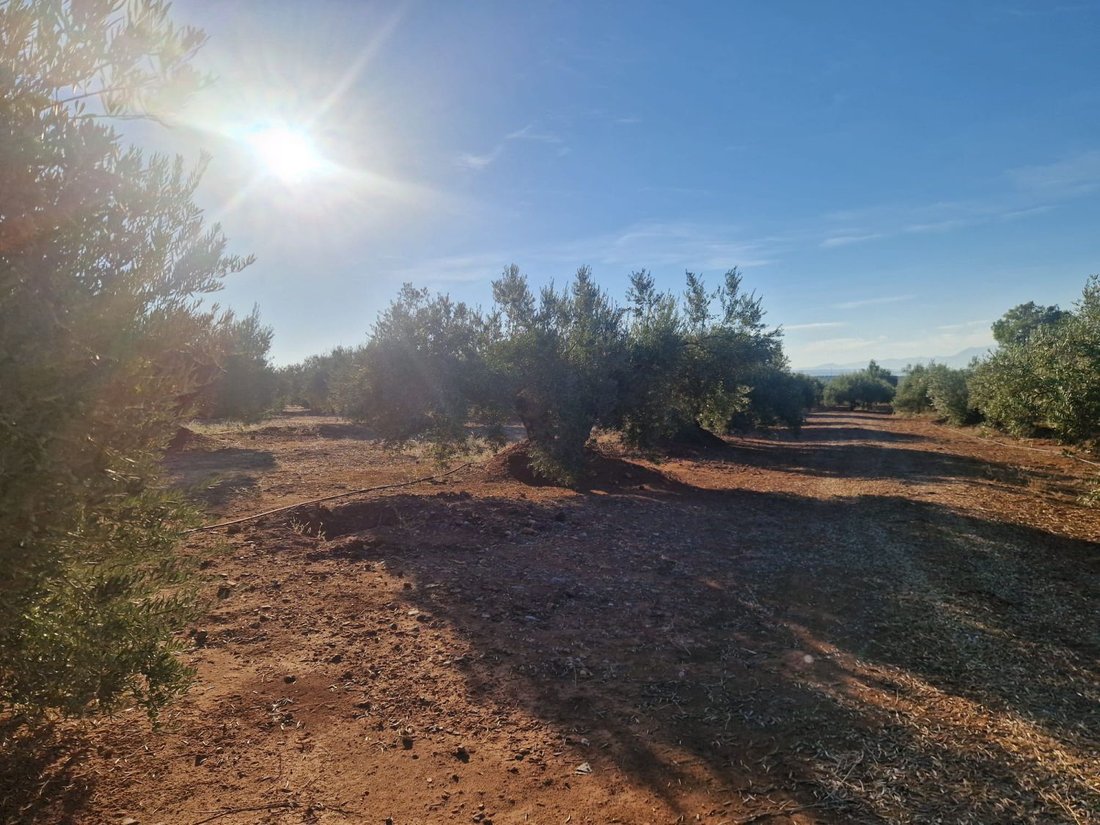 Land in Linares, Andalusia, Spain 2 - 16575125