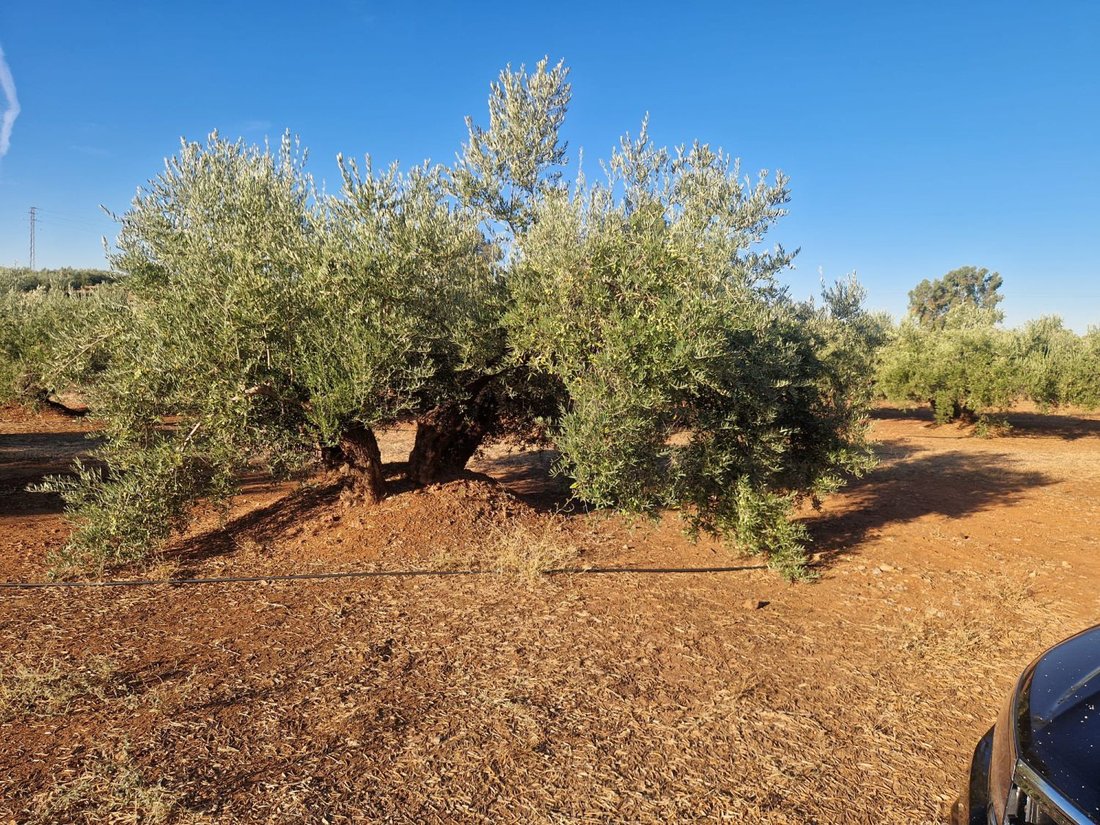 Land in Linares, Andalusia, Spain 4 - 16575125