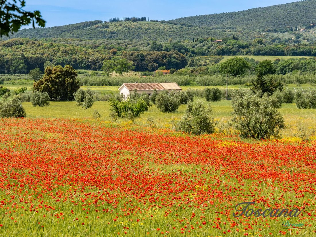 Farm Ranch in Massa Marittima, Tuscany, Italy 5 - 16576081