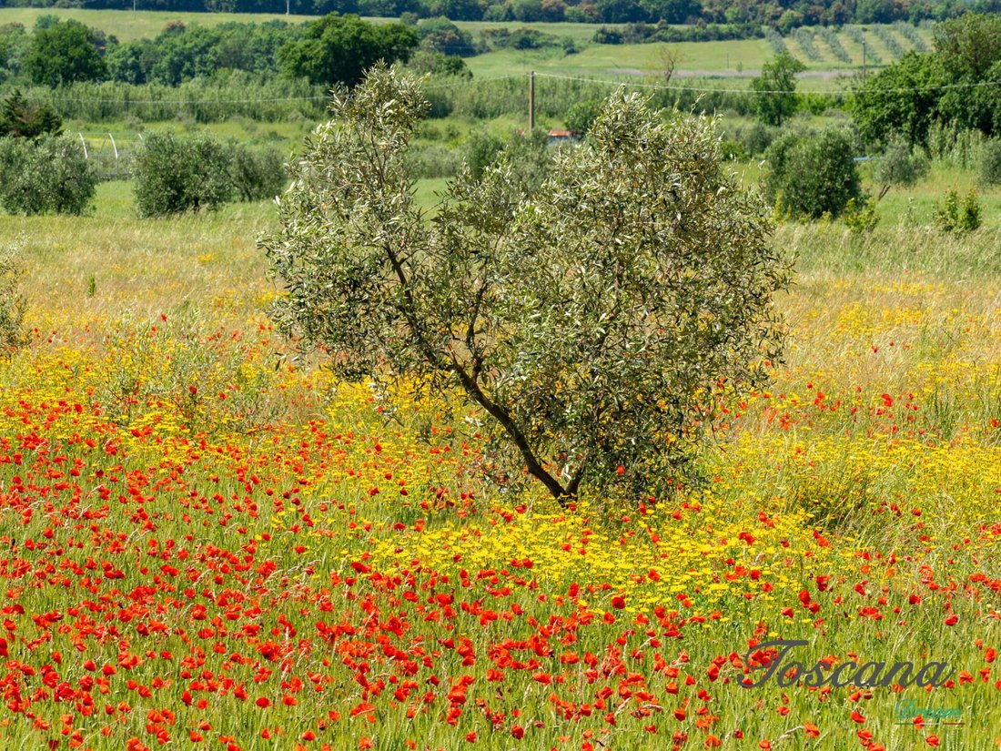 Farm Ranch in Massa Marittima, Tuscany, Italy 2 - 16576081