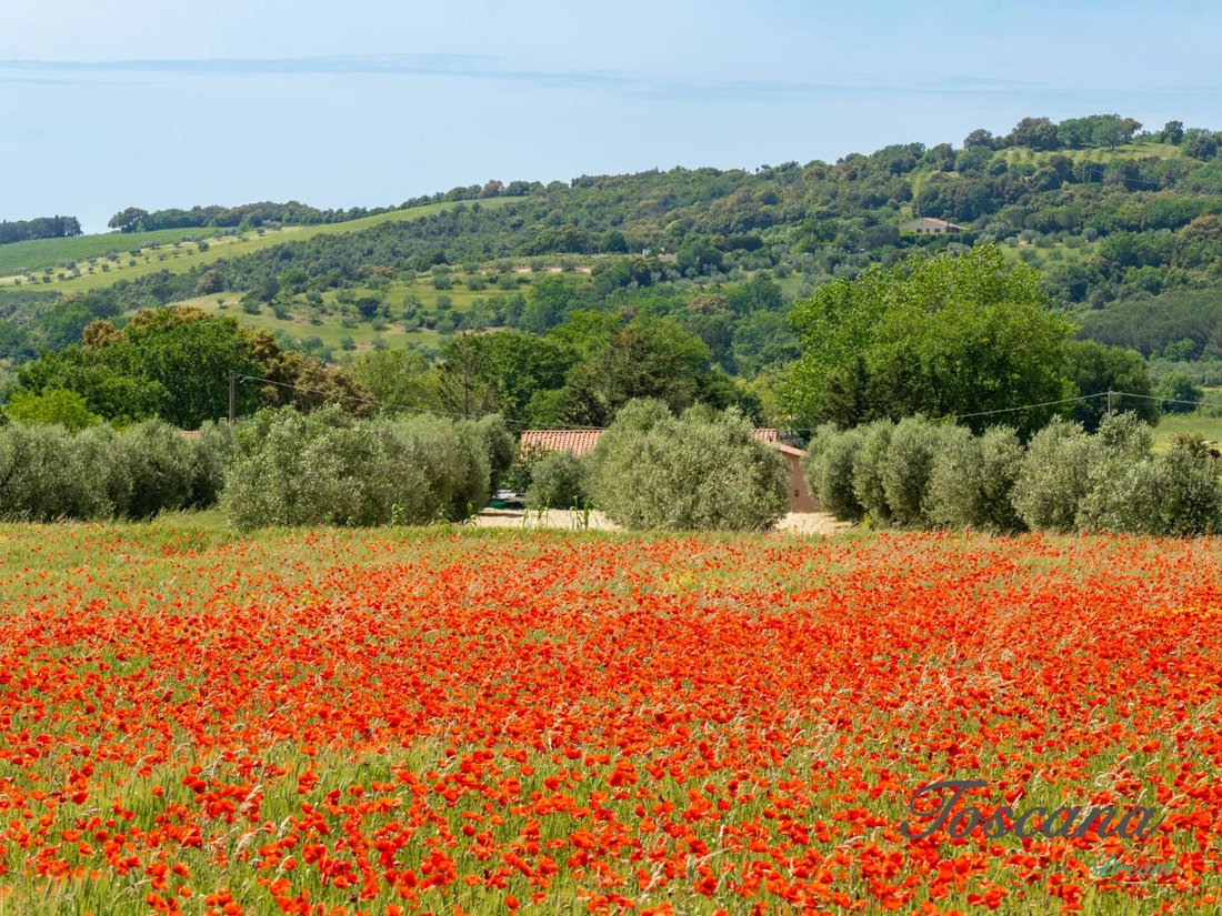 Farm Ranch in Massa Marittima, Tuscany, Italy 3 - 16576081