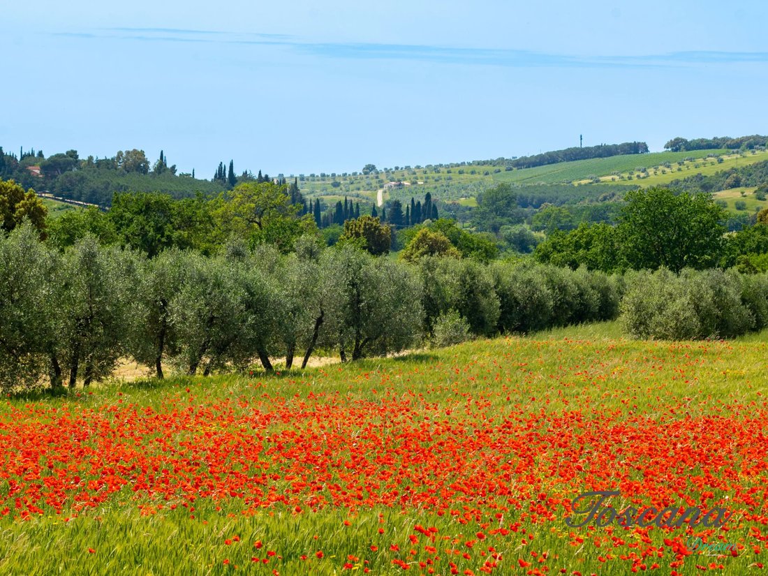 Farm Ranch in Massa Marittima, Tuscany, Italy 1 - 16576081