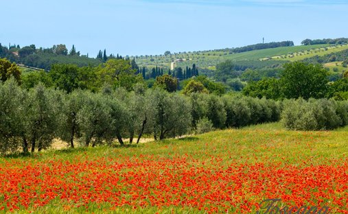 Farm Ranch in Massa Marittima, Tuscany, Italy 1
