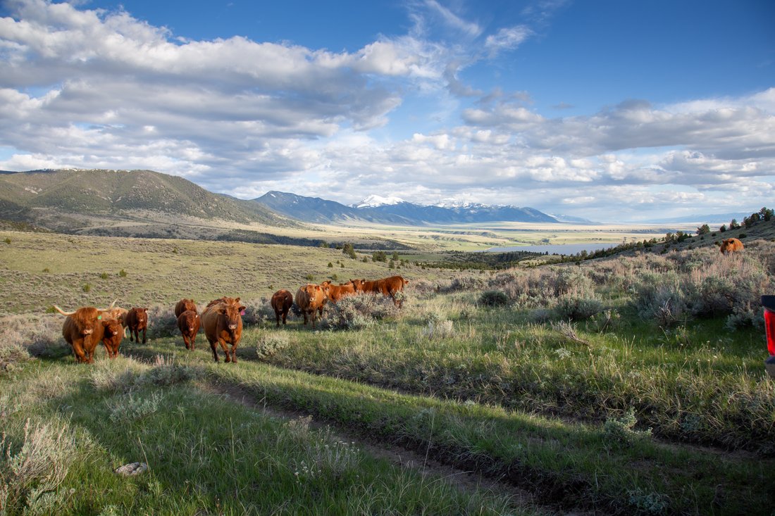 Azienda agricola a McAllister, Montana, Stati Uniti 1 - 16598023