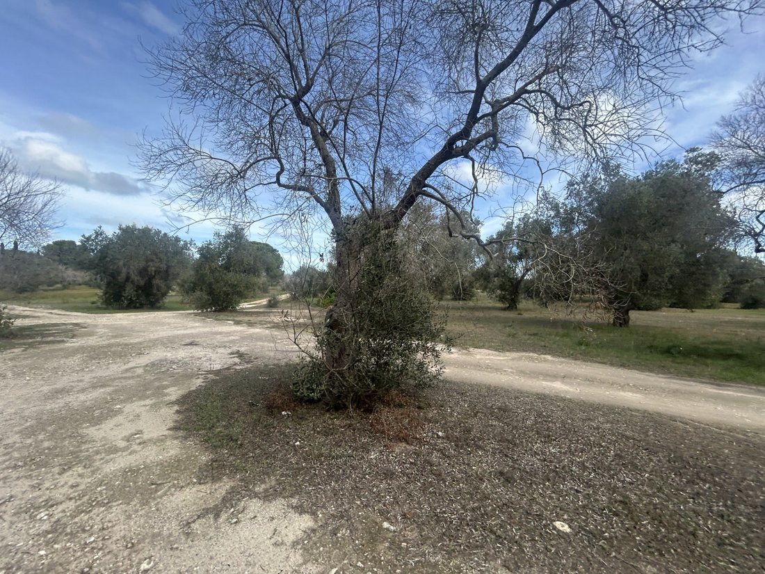 Land in Litorale Leccese, Lecce, Apulia 4 - 16596806
