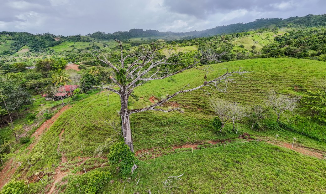 56 Acre Sustainable Farm With Water Abundance & Income In Coto Brus ...