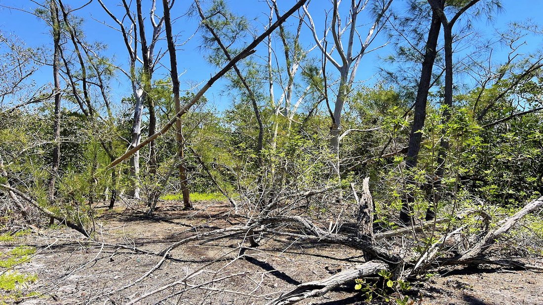 Land in Englewood, Florida, United States 5 - 16605379