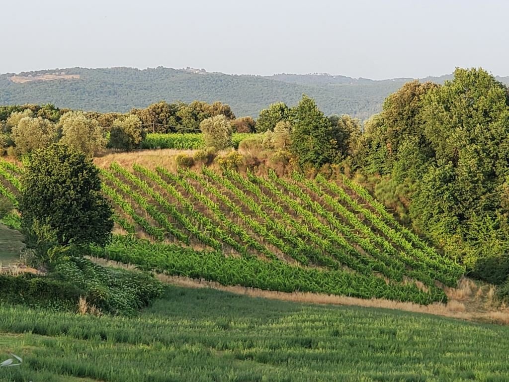 Land in Castelnuovo Berardenga, Tuscany, Italy 3 - 16583104