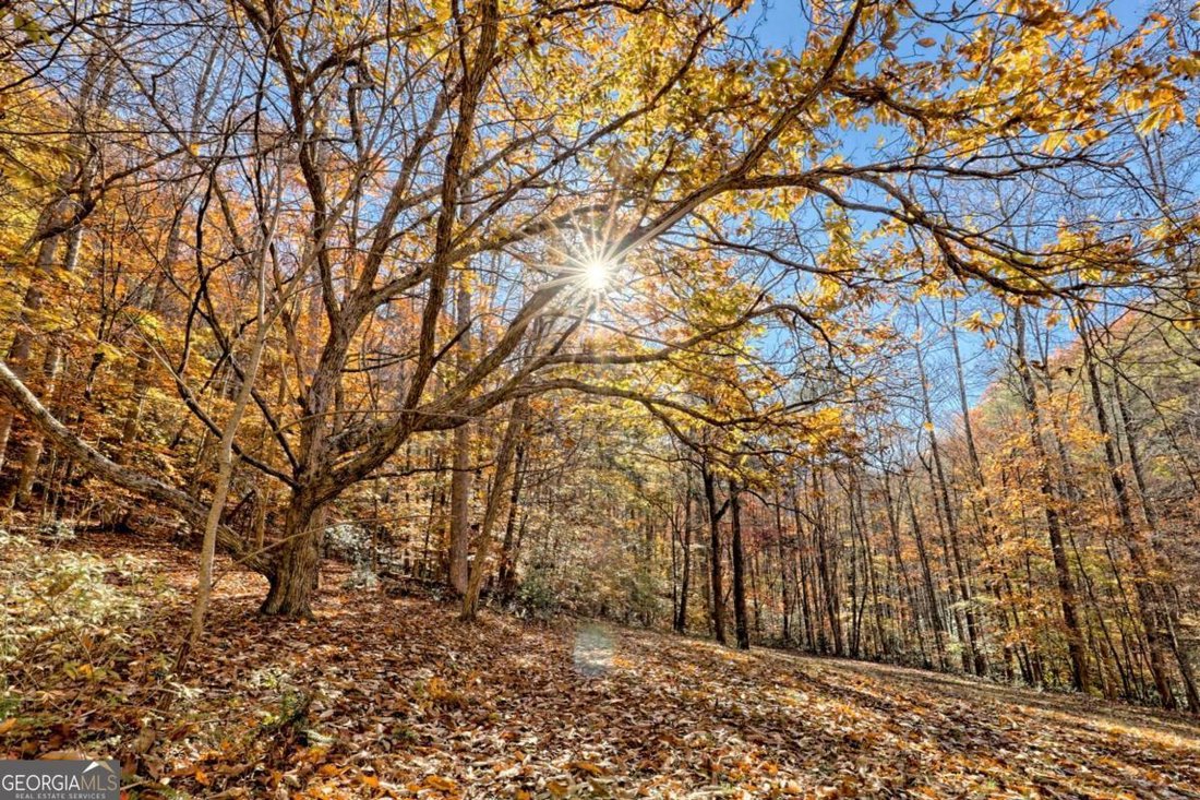 Hayesville, North Carolina, United States 4 - 16596136