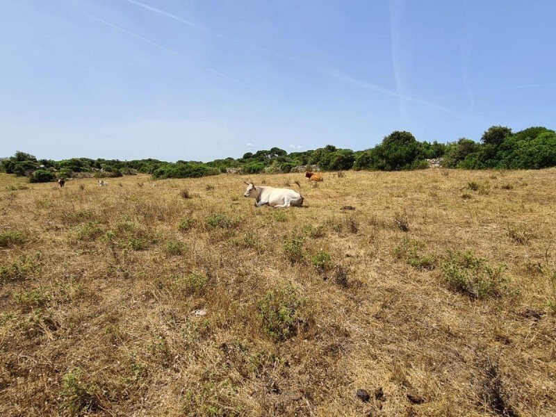 Estate in Santa Teresa Gallura, Sardinia, Italy 5 - 16607934
