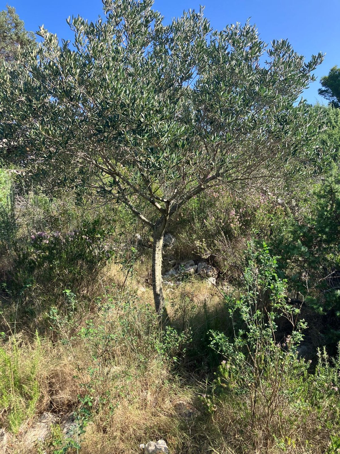 Land in Sveti Klement, Split-Dalmatia County, Croatia 2 - 16623010