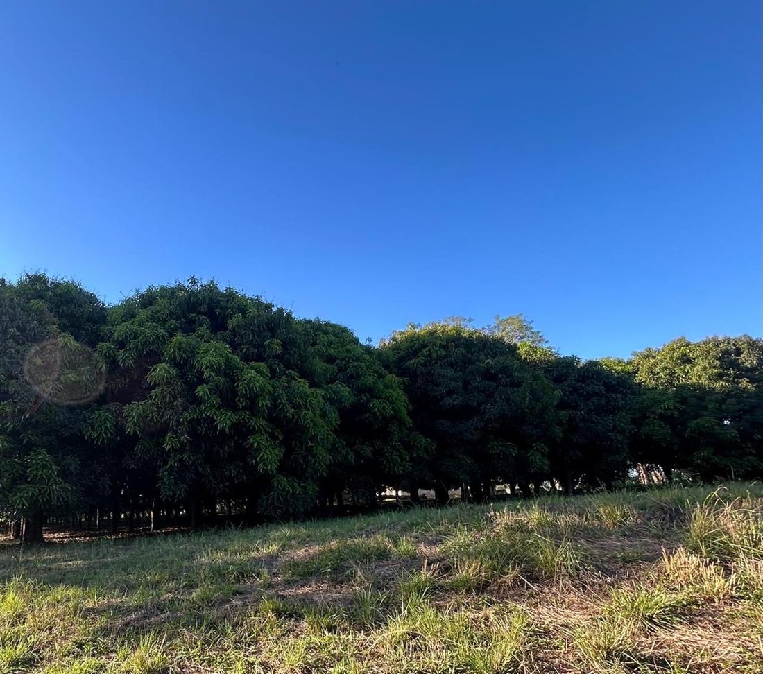 Farm Ranch in Tzaneen, Limpopo, South Africa 3 - 16642316
