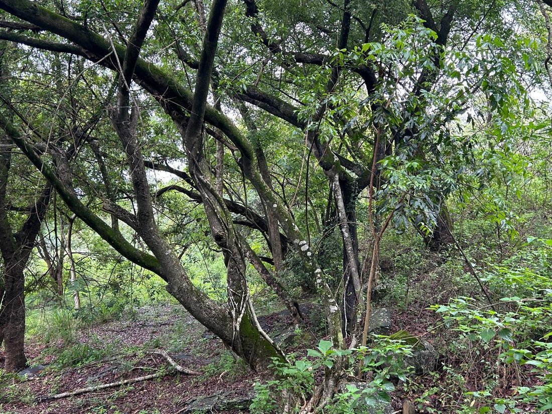 Farm Ranch in Tzaneen, Limpopo, South Africa 4 - 16642316