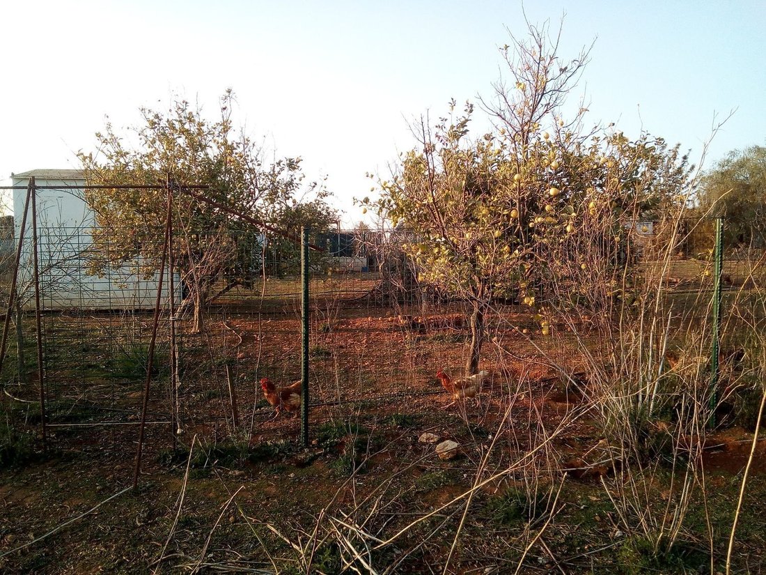 Country House in Aznalcollar, Andalusia, Spain 4 - 16460522