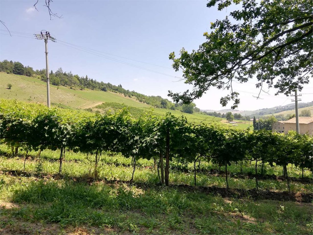 Land in Castelvetro di Modena, Emilia-Romagna, Italy 5 - 16651020