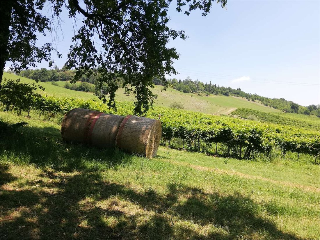 Land in Castelvetro di Modena, Emilia-Romagna, Italy 4 - 16651020