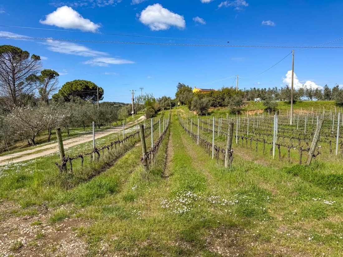 Estate in Castagneto Carducci, Tuscany, Italy 2 - 16656163