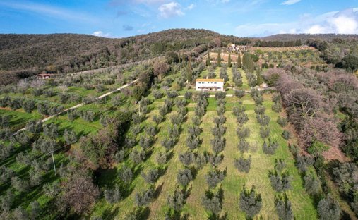 Castagneto Carducci, Tuscany, Italy 1