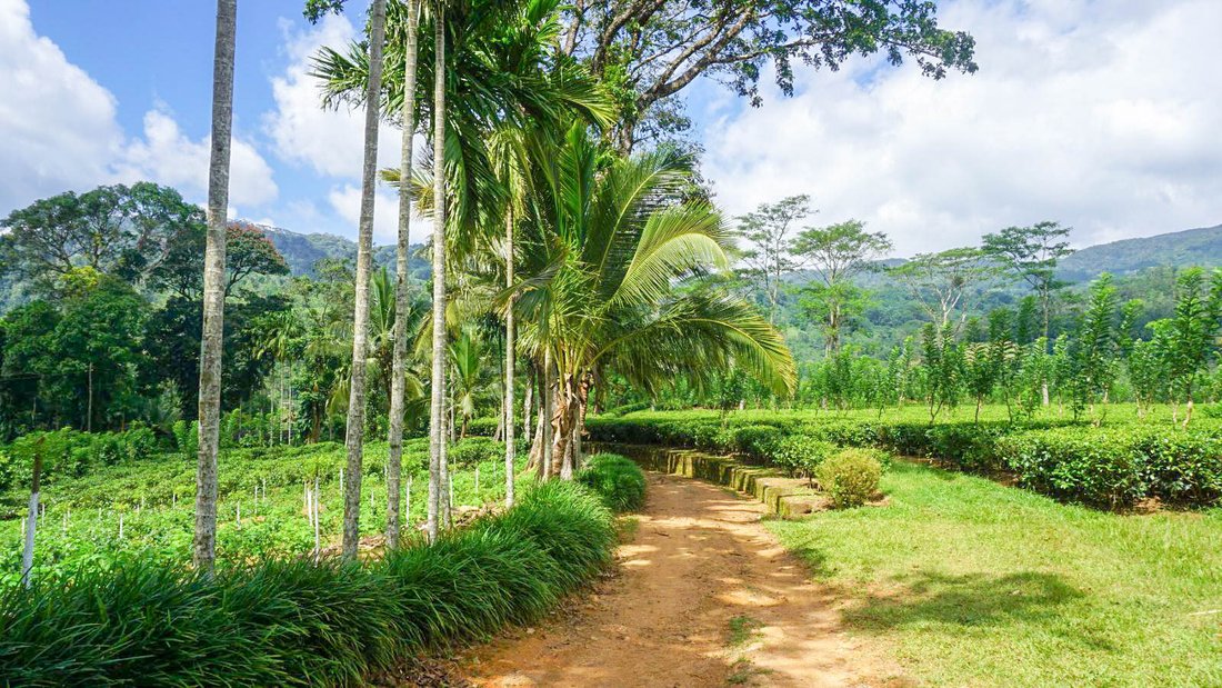 Land in Deniyaya, Southern Province, Sri Lanka 5 - 16666858